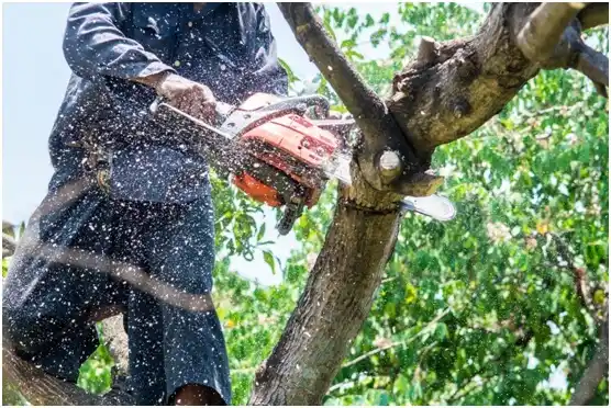 tree services Nettie